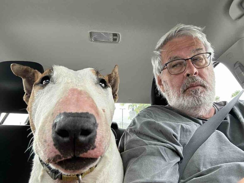 Ka Lā Bull Terrier