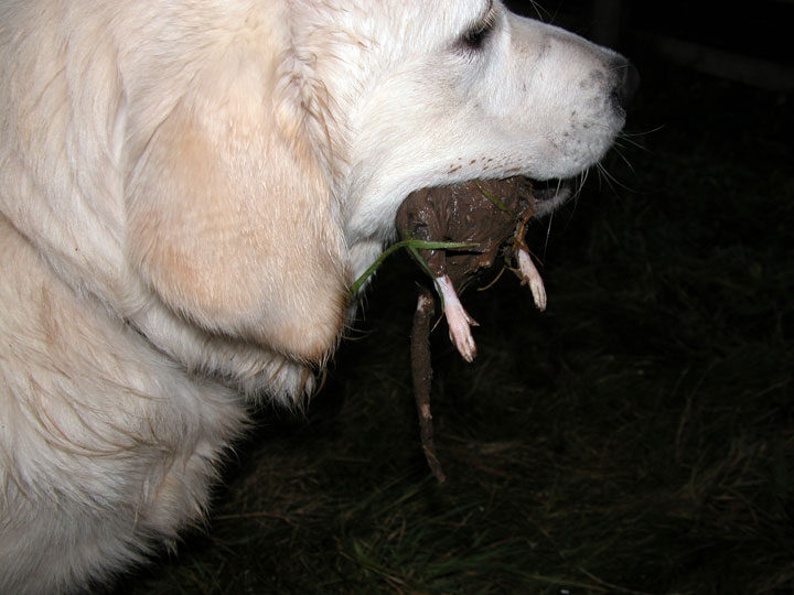 Joe With The Rat --- Up Close and Personal