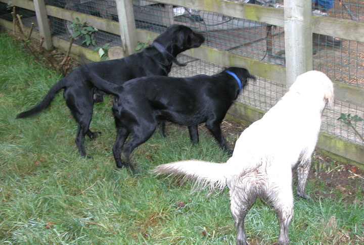 Checking out the Turkeys