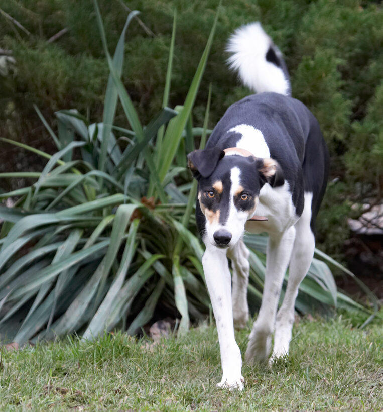 Dog, Dogs, Lurcher, Murphy, Play, Playing, Playtime, Run, Running