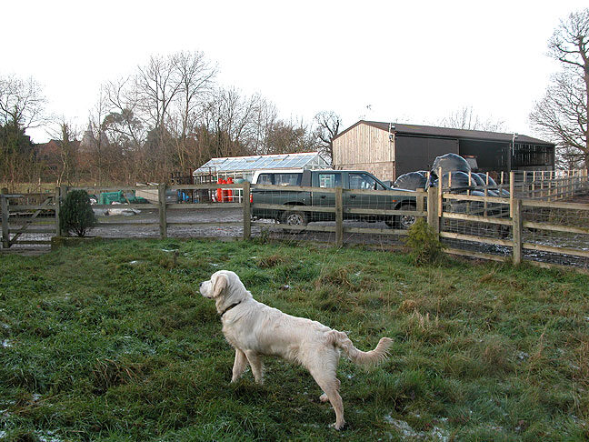 Joe Watching The Turkeys