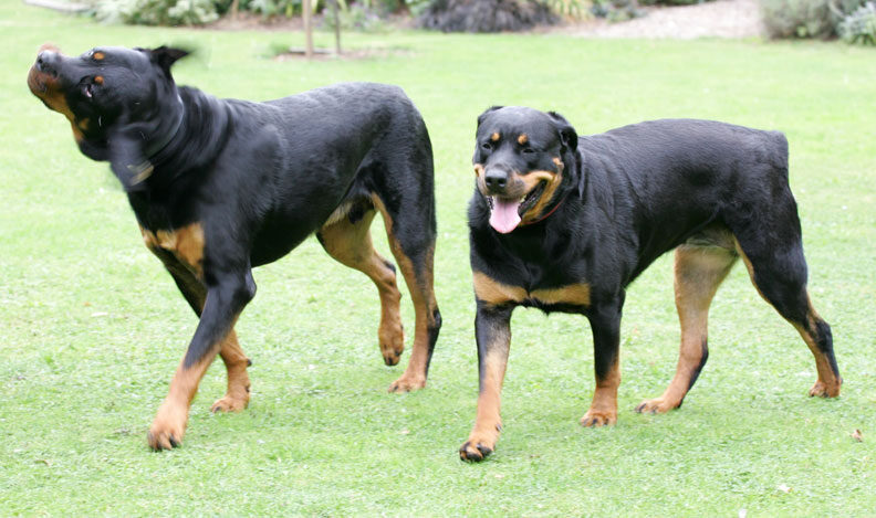Ronan and Missy