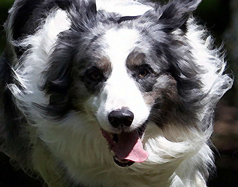 Animal, Animals, Border collie, Bruce, Canine, Canines, Collies, Dog, Dogs, Land Mammal, Land Mammals, Play, Playing, Playtime, Silkie, Terrestrial Mammal, Terrestrial Mammals, tongue