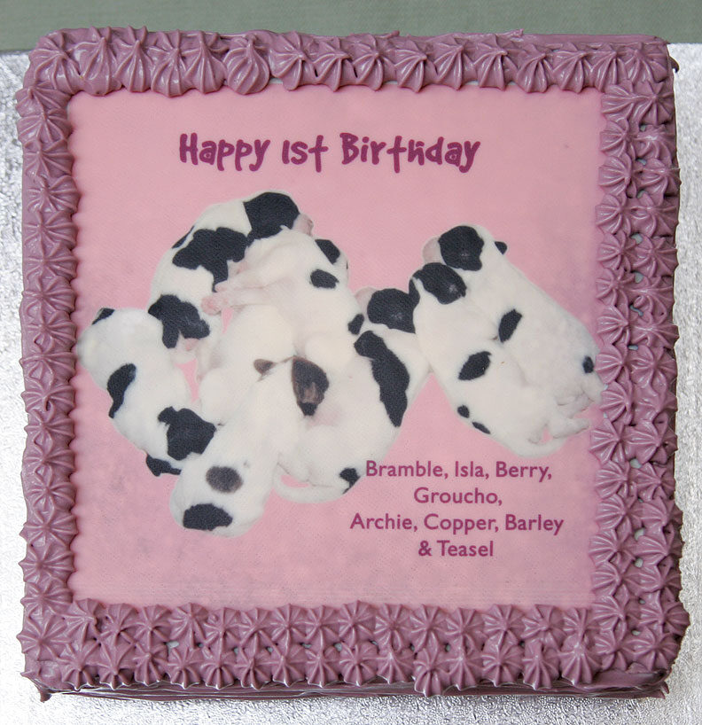 Happy 1st Birthday