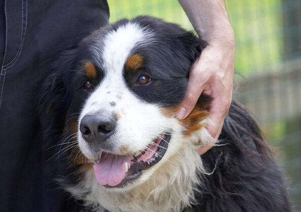 Bernese Mountain Dog, Digby, Dogs, Tongue