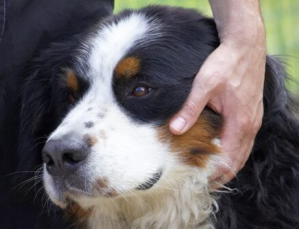 Bernese Mountain Dog, Digby, Dogs, Tongue