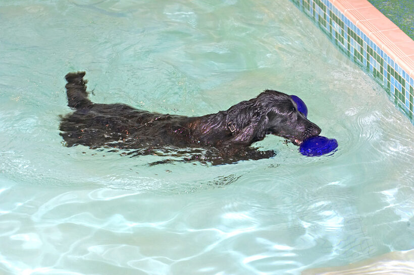 Frankie Swimming