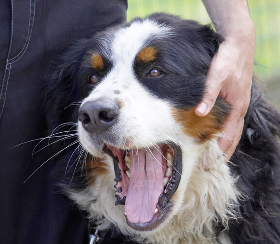 Bernese Mountain Dog, Digby, Dogs, Tongue