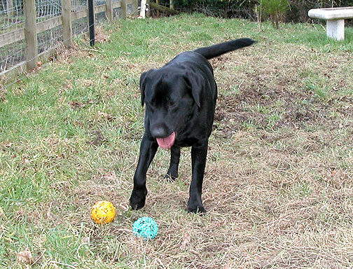 Yellow Ball?  Green Ball?