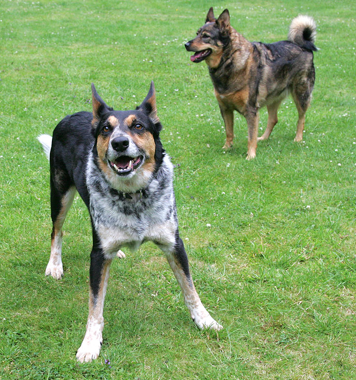 Bart (foreground) and Sophie