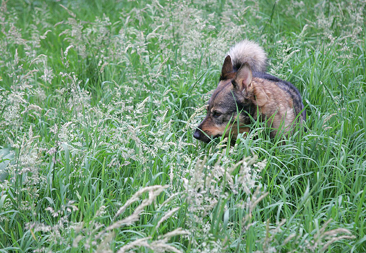 Mystery Critter