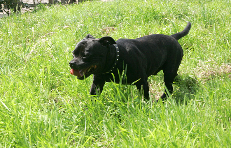 Lennox