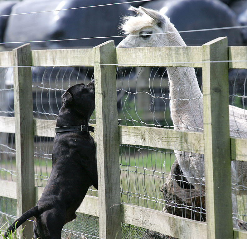 Lennox and the Alpaca