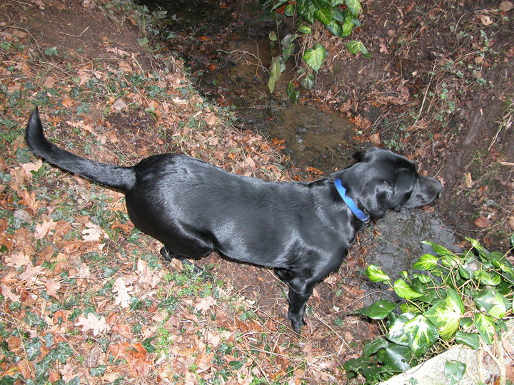 Checking out the stream, but afraid to take the small plunge