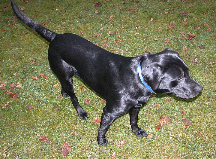 Labrador