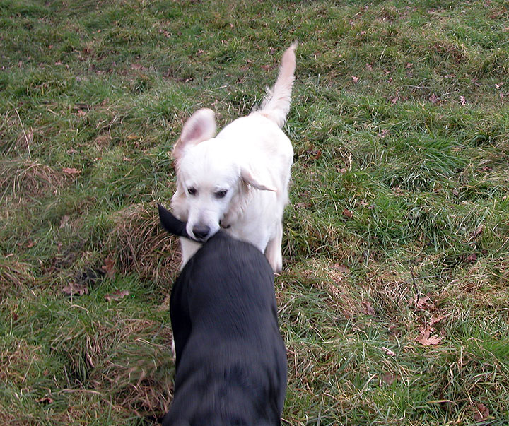 Joe Bites the Tail