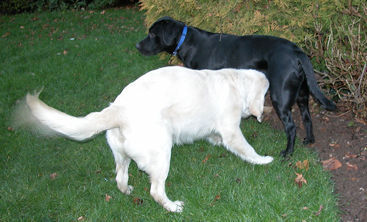 Wagging of Tail