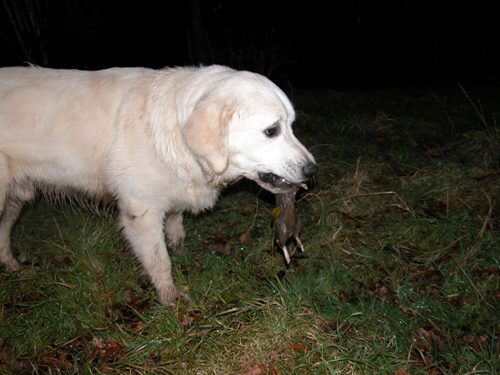 Joe With The Rat