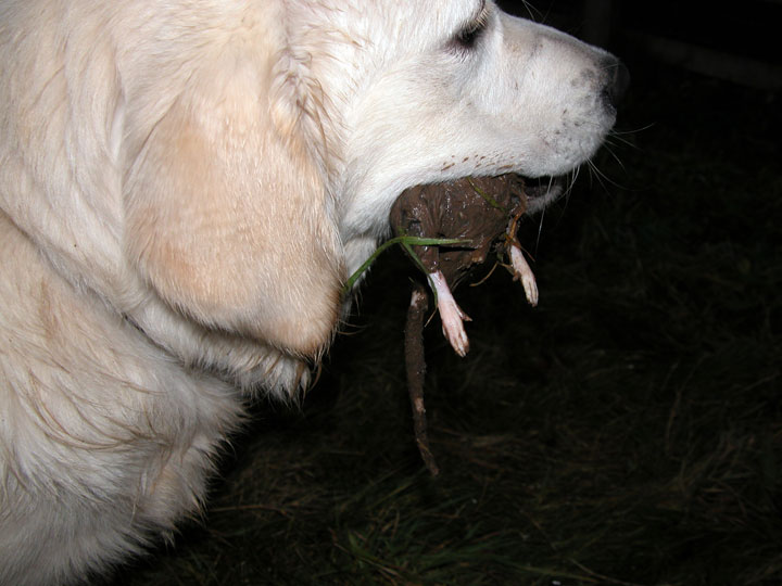 Joe With The Rat --- Up Close and Personal
