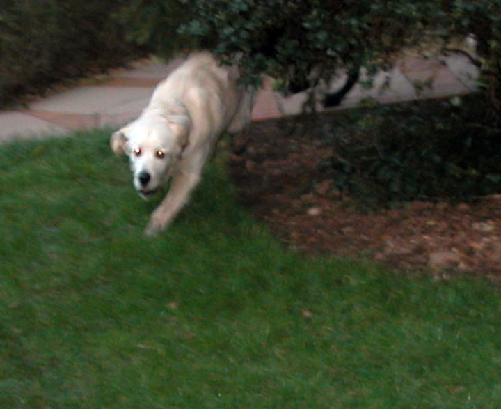Joe --- Looking More Like a Cougar