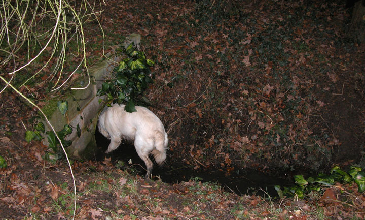 Joe in the Stream