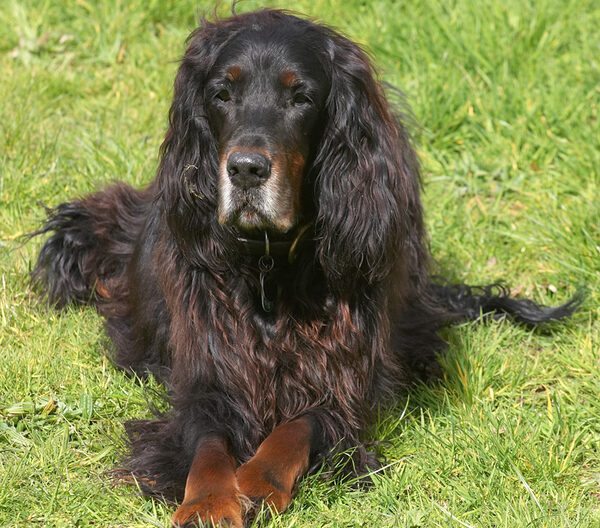 Barks looking very regal