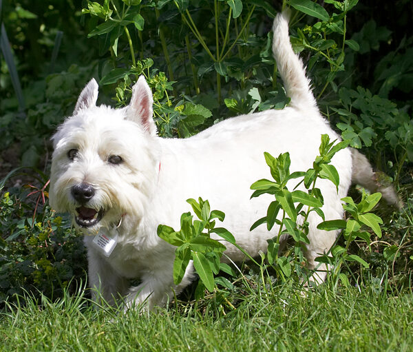 .......... as the Pedigree people say: "it's a dog thing"