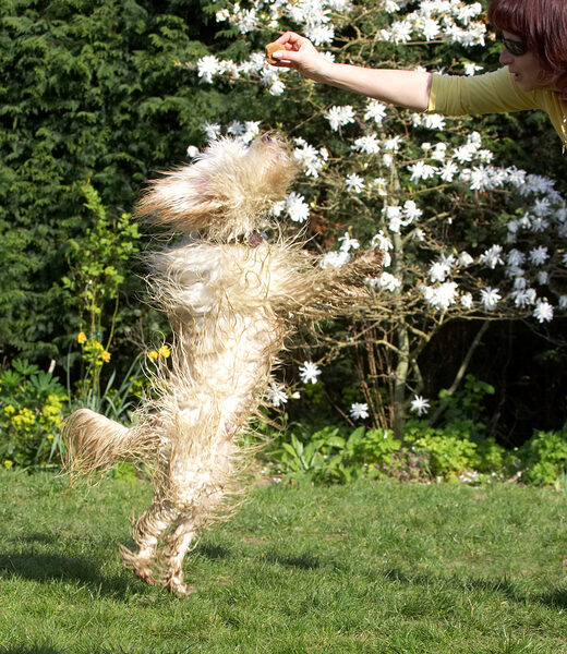 Whirling Dervish