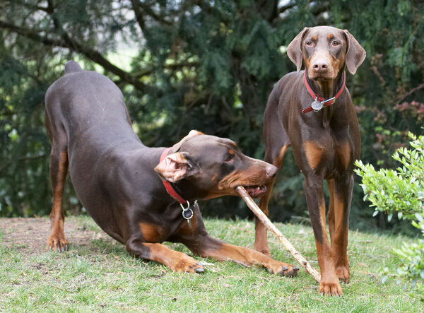 .......... ah yes, the stick