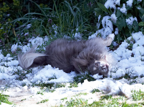 ........... to roll in