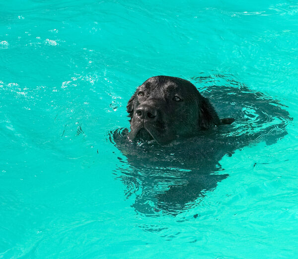 Doin' the doggie crawl