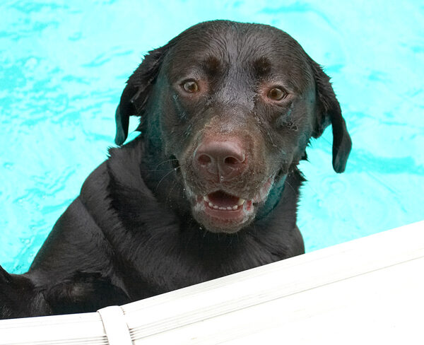 Hey, Wilson, why dontya come in for a dip?