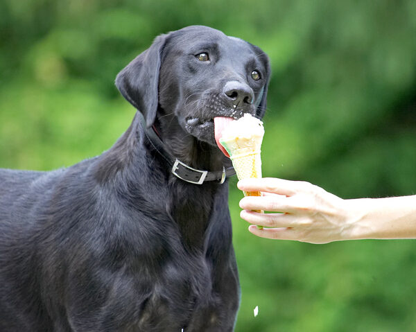 Yippee, ice cream