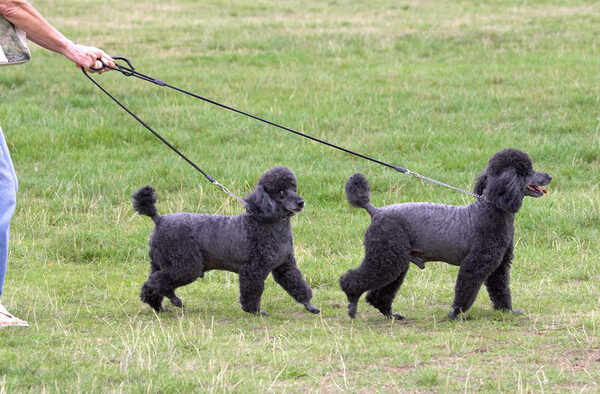 Who's taking who for a walk?