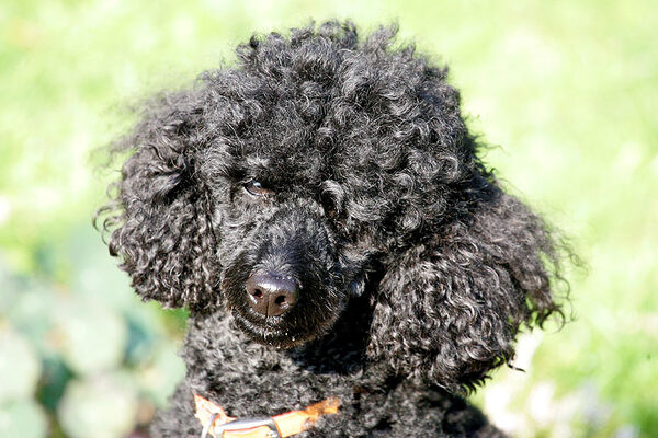 Treacle