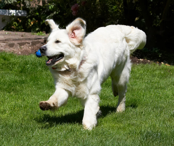 Hey, I'm a Retriever, this is what I do