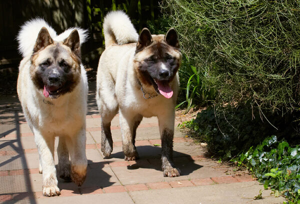 Double trouble