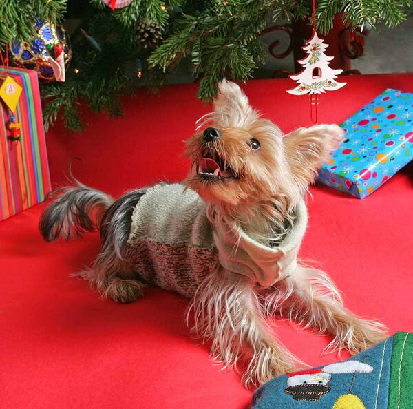 Layla at Christmas