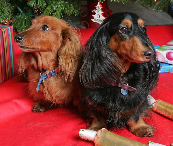 Molly and Whistler Looking in Different Directions