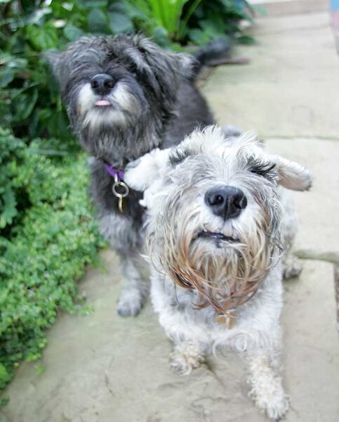 Foggy and Pretzelle