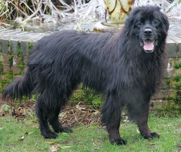Jemma the Newfoundland
