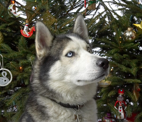 Lupus at Christmas