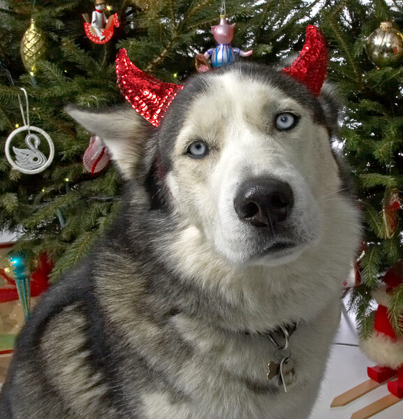 Lupus and the Devil Dog Ears