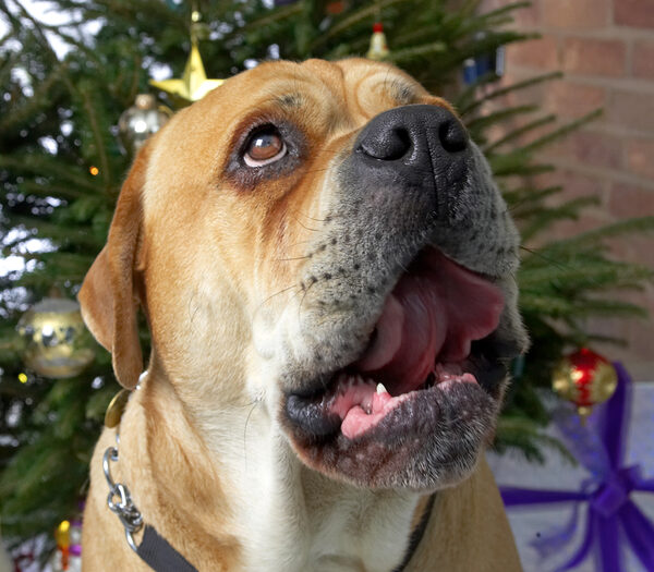Brutus