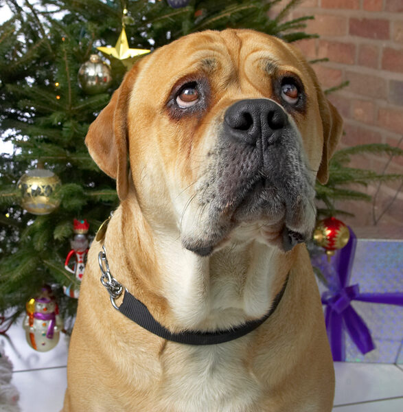 Brutus
