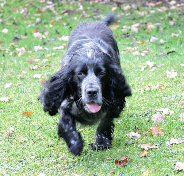 Bracken