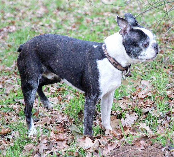 Mugsy deciding where to go next