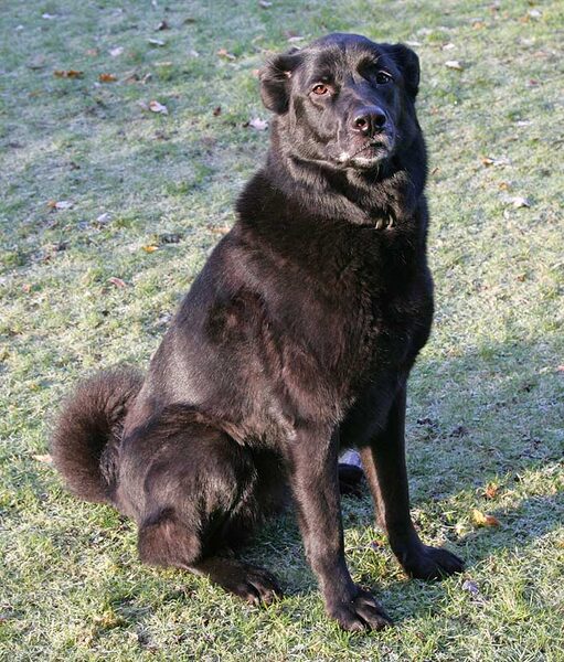 Onyx
