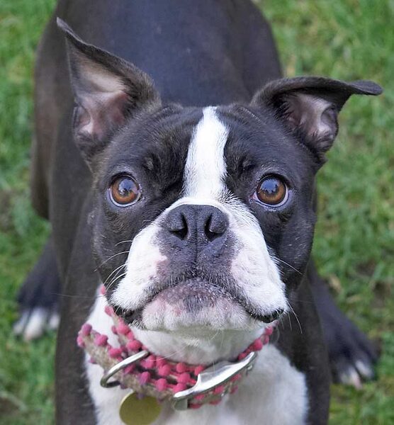 Cavi - good eye contact