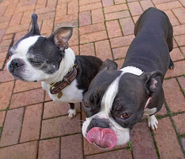 Mugsy & Cavi